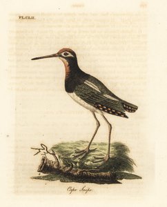 Narceja maior, Rostratula benghalensis (Narceja do cabo, Scolopax capensis). Placa de cobre colorida à mão desenhada e gravada por John Latham de sua própria A General History of Birds, Winchester de John Latham