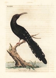 Poupa de madeira verde, Phoeniculus purpureus (promerops de bico vermelho, Upupa erythrorynchos). Placa de cobre colorida à mão desenhada e gravada por John Latham de sua própria A General History of Birds, Winchester