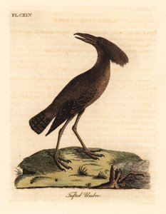 Hamerkop, Scopus umbretta (umbre tufado). Placa de cobre colorida à mão desenhada e gravada por John Latham de sua própria A General History of Birds, Winchester de John Latham