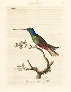 Beija-flor arlequim, Trochilus multicolorido. Espécime fabricado no Museu Britânico. Placa de cobre colorida à mão desenhada e gravada por John Latham de sua própria A General History of Birds, Winchester de John Latham