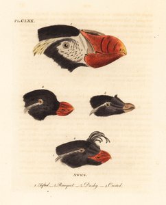 Cabeças do papagaio-do-mar tufado, Fratercula cirrhata 1, auklet periquito, Aethia psittacula 2 e auklet com crista, Aethia cristatella 3,4. (Tufted awk, Alca cirrata 1, Parrot awk, Alca psittacula 2, Dusky awk, Alca tetracula 3 e Crested awk, Alca cristat de John Latham