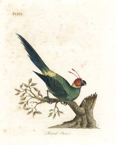 Periquito com chifres, Eunymphicus cornutus. Vulnerável (Papagaio com chifres, Psittacus bisetis.) Placa de cobre colorida à mão desenhada e gravada por John Latham de seu próprio A General History of Birds, Winchester