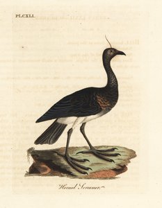 Gritador com chifres, Anhima cornuta (Palamedea cornuta). Placa de cobre colorida à mão desenhada e gravada por John Latham de sua própria A General History of Birds, Winchester