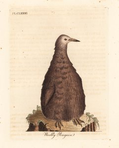 Pinguim-rei, Aptenodytes patagonicus, juvenil (Pinguim Woolly). Placa de cobre colorida à mão desenhada e gravada por John Latham de sua própria A General History of Birds, Winchester
