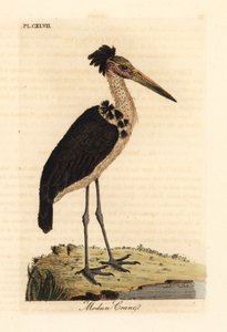 Auxiliar menor, Leptoptilos javanicus. Vulnerável. (Crânio de Modun.) Placa de cobre colorida à mão desenhada e gravada por John Latham de seu próprio A General History of Birds, Winchester de John Latham