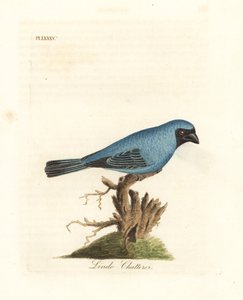 Lindo tagarela. Talvez a andorinha sanha, Tersina viridis, mas com a parte de baixo do corpo azul, não branca. Placa de cobre colorida à mão desenhada e gravada por John Latham de sua própria A General History of Birds, Winchester