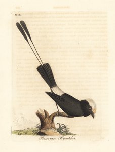 Tirano de cauda longa, Colonia colonus (caça-moscas peruano, Le Colon). Placa de cobre colorida à mão desenhada e gravada por John Latham de sua própria A General History of Birds, Winchester de John Latham