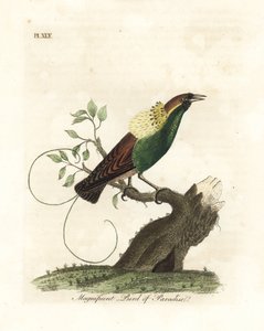 Magnífica ave-do-paraíso, Diphyllodes magnificus (Paradisea magnifica). Placa de cobre colorida à mão desenhada e gravada por John Latham de sua própria A General History of Birds, Winchester de John Latham
