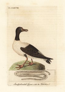 Ganso pega, semipalmata Anseranas e detalhe anatômico de sua traqueia. (Pato semipalmado, Anas semipalmatus.) Placa de cobre colorida à mão desenhada e gravada por John Latham de seu próprio A General History of Birds, Winchester de John Latham