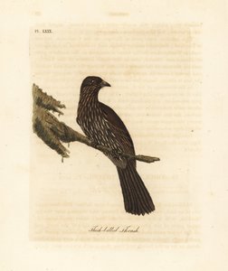 Piopio da Ilha Sul da Nova Zelândia, Turnagra capensis. Extinto. (Tordo-de-bico grosso, Turdus crassirostris.) Placa de cobre colorida à mão desenhada e gravada por John Latham de seu próprio A General History of Birds, Winchester de John Latham
