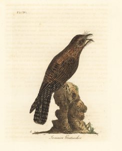 Potoo do norte, Nyctibius jamaicensis (cabra jamaicana, Caprimulgus jamaicensis). Placa de cobre colorida à mão desenhada e gravada por John Latham de sua própria A General History of Birds, Winchester