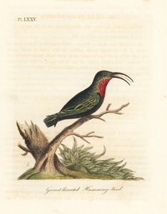 Carib-de-garganta-púrpura, Eulampis jugularis (Beija-flor-de-garnet-garnet, Trochilus granatinus). Placa de cobre colorida à mão desenhada e gravada por John Latham de sua própria A General History of Birds, Winchester de John Latham