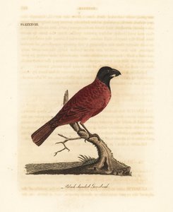 Bicudo vermelho e preto, Periporphyrus erythromelas. Quase ameaçada. (Grosbeak-de-cabeça-preta, Loxia erythromelas.) Placa de cobre colorida à mão desenhada e gravada por John Latham de seu próprio A General History of Birds, Winchester de John Latham