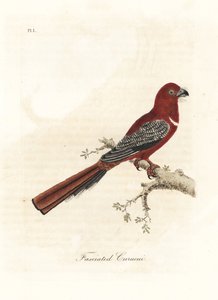Trogon ruivo, Harpactes erythrocephalus (curucui fasciado, Trogon fasciatus). Placa de cobre colorida à mão desenhada e gravada por John Latham de sua própria A General History of Birds, Winchester de John Latham
