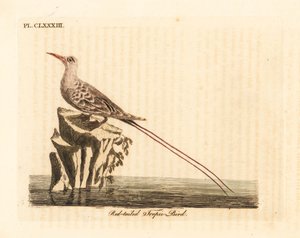 Ave tropical de cauda vermelha, Phaethon rubricauda (Phaeton phoenicurus). Placa de cobre colorida à mão desenhada e gravada por John Latham de sua própria A General History of Birds, Winchester