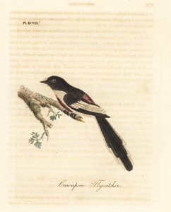 Minivet de barriga branca, Pericrocotus erythropygius (cawnpore flycatcher). Índia. Placa de cobre colorida à mão desenhada e gravada por John Latham de sua própria A General History of Birds, Winchester de John Latham