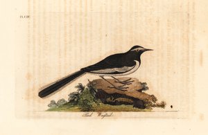 Alvéola-de-sobrancelha-branca, Alvéola de pés largos, Motacilla maderaspatensis. (Alvéola-pé da Índia). Placa de cobre colorida à mão desenhada e gravada por John Latham de sua própria A General History of Birds, Winchester de John Latham