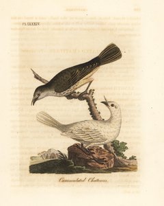 Campainha branca, Procnias albus, macho e fêmea (chatador carunculado, Ampelis carunculata). Placa de cobre colorida à mão desenhada e gravada por John Latham de sua própria A General History of Birds, Winchester