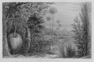 Australian Trees and Shrubs (gravura colorida)