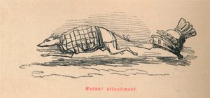 Apego mútuo, 1852 de John Leech