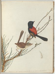 Toutinegra vermelha e vermelha. Lewis, John Aves de New South Wales com sua história natural. Sydney- G de John William Lewin