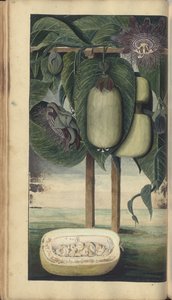 Uma página de &39;Elegâncias da Jamaica&39; de John Lindsay