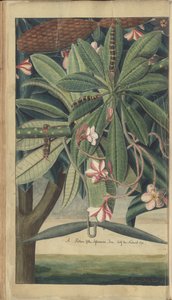Uma página de &39;Elegâncias da Jamaica&39; de John Lindsay