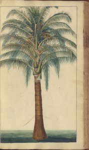 Uma página de &39;Elegâncias da Jamaica&39;, 403