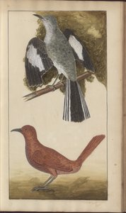 Uma página de &39;Elegancies of Jamaica&39;, Vol V de John Lindsay