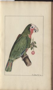 Uma página de &39;Elegancies of Jamaica&39;, Vol V de John Lindsay