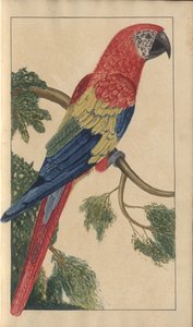 Uma página de &39;Elegancies of Jamaica&39;, Vol V