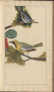 Uma página de &39;Elegancies of Jamaica&39;, Vol V de John Lindsay