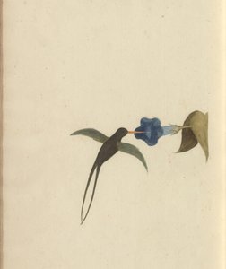 Uma página de &39;Elegancies of Jamaica&39;, Vol V, 22 de John Lindsay