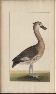 Uma página de &39;Elegancies of Jamaica&39;, Vol V, 5