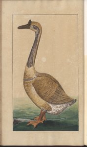 Uma página de &39;Elegancies of Jamaica&39;, Vol V, 7