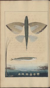 Lindsay Drawings Vol. VII de John Lindsay