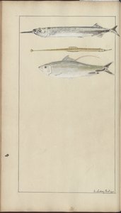 Lindsay Drawings Vol. VII de John Lindsay