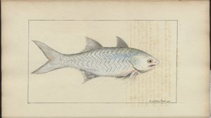 Lindsay Drawings Vol. VII de John Lindsay