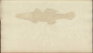 Lindsay Drawings Vol. VII, 22 de John Lindsay