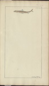 Lindsay Drawings Vol. VII, 23 de John Lindsay