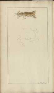 Desenhos de Lindsay Vol. VII, 24 de John Lindsay