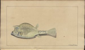 Lindsay Drawings Vol. VII, 25 de John Lindsay