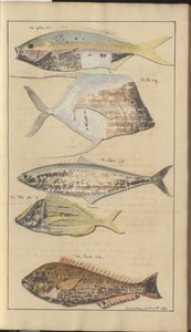 Lindsay Drawings Vol. VII, 2 de John Lindsay