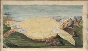Lindsay Drawings Vol. VII, 31 de John Lindsay