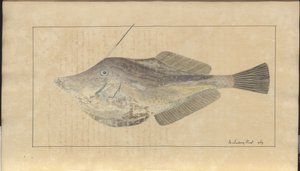 Lindsay Drawings Vol. VII, 7 de John Lindsay