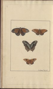 Desenhos de Lindsay Vol. VI, 29 de John Lindsay
