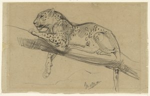 Estudo de um leopardo, deitado sobre um ramo