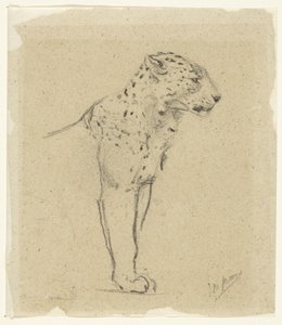 Estudo de um leopardo de pé de John Macallan Swan