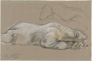 Estudos de um urso polar reclinado de John Macallan Swan