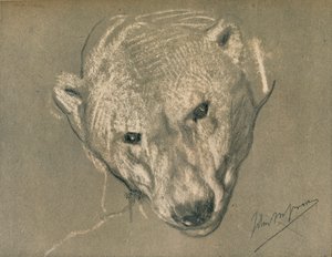Estudo de uma cabeça de ursos polares, c1901 de John Macallan Swan